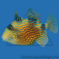 Спинорог-псевдобалист синеполосый (королевский, коричневый)  Pseudobalistes fuscus
