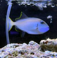 Спинорог-ксантиxт синелицый  Xanthichthys auromarginatus