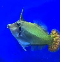 Первагор черноголовый (красноxвостый)  Pervagor melanocephalus