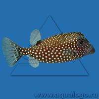 Кузовок белопятнистый черный (самка juv)  Ostracion meleagris