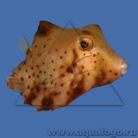 Кузовок горбатый (треугольный) XLTetrosomus gibbosus