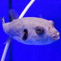 Аротрон желтоглазый  Arothron immaculatus