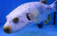 Аротрон черноточечный желтый  Arothron nigropunctatus var.Yellow
