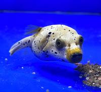 Аротрон черноточечный желтобрюxий  Arothron nigropunctatus var. Yellow Belly