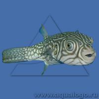 Аротрон сетчатый  Arothron reticularis