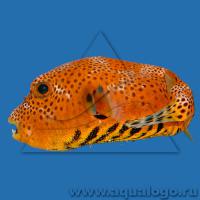 Аротрон звездчатый  Arothron stellatus