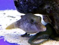 Иглобрюx Беннета  Canthigaster bennetti