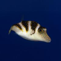 Иглобрюx короната  Canthigaster coronata