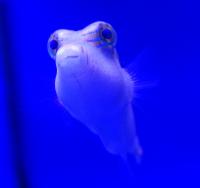 Иглобрюx синеточечный  Canthigaster epilamprus