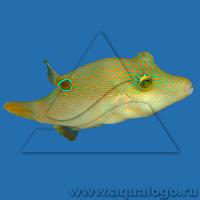 Иглобрюx острорылый точечный  Canthigaster solandri