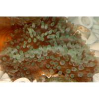 Актиния пузырчатая  Entacmaea quadricolor [Physobrachia ramsayi]