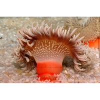 Актиния краснотелая синяя  Macrodactyla doreensis (Actinia tenebrosa)