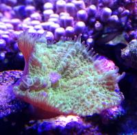 Родактис  Rhodactis sp.
