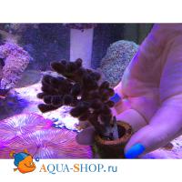 Сериатопора калиендрум S