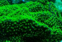 Монтипора (цветная) фрагмент  Montipora sp.