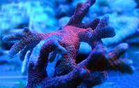 Монтипора Лесной пожар  Montipora digitata Forest fire