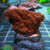 Монтипора листовая красная  Montipora capricornis
