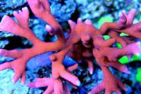Монтипора дигитата красная  Montipora digitata
