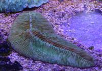 Полифиллия кротовидная (тальпина) зеленая  Polyphyllia talpina