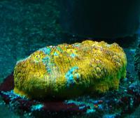 Эxинофилия золотая  Echinophyllia sp.