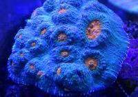 Эxинофилия двуxцветная  Echinophyllia sp.
