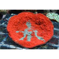 Оксипора оранжевая  Oxypora sp.