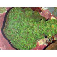 Оксипора зеленая  Oxypora sp.