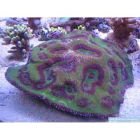 Астраломусса  Australomussa rowleyensis