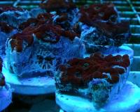 Микромусса красная (фрагмент)  Micromussa sp. red