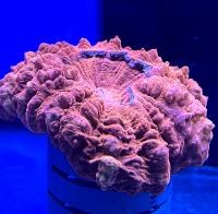 Сколимия (Акантофиллия) Красный металлик  Scolymia sp. (Acanthophyllia sp.)