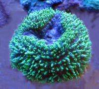 Лобофиллия Зелёный металлик  Lobophyllia corymbosa