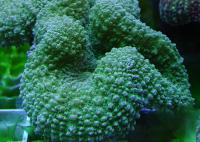 Лобофиллия зелёная  Lobophyllia corymbosa