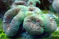Лобофиллия Гемприха  Lobophyllia hemprichii