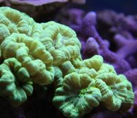Кауластрея (фрагмент)  Caulastrea sp.