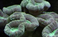 Кауластрея зеленая  Caulastraea furcata