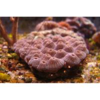 Диплоастрея  Diploastrea sp.