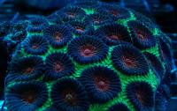 Фавия Красный Металлик  Favia sp.