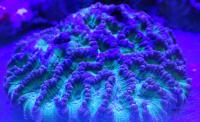 Оулофиллия  Oulophyllia sp.