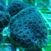 Лептастрея (фрагмент)  Leptastrea Sp