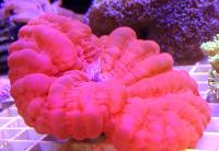 Траxифиллия Жофруа розовая  Trachyphyllia geoffroyi