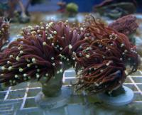 Эуфиллия факельная золотая  Euphyllia glabrescens