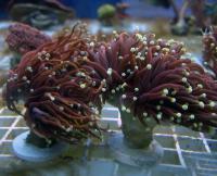 Эуфиллия факельная золотая (фрагмент)  Euphyllia glabrescens