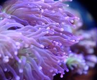 Эуфиллия факельная (розовые точки)  Euphyllia glabrescens
