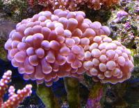 Эуфиллия цветочная оранжевая  Euphyllia divisa (Euphyllia paradivisa)