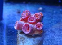 Тубастрея оранжевая (фрагмент)  Tubastraea sp.