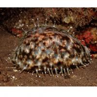 Ципрея тигровая  Cypraea tigris