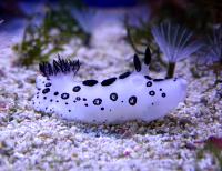 Моллюск голожаберный  Nudibranchia Gen.sp.