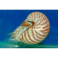 Наутилус обыкновенный  Nautilus pompilius