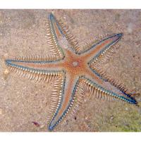 Звезда астропектен многоиглый  Astropecten polyacanthus