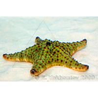 Звезда ореастер сетчатый (карибский)  Oreaster reticulatus